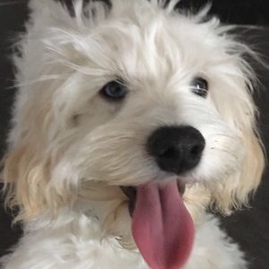 Meet your Posher, Aliya